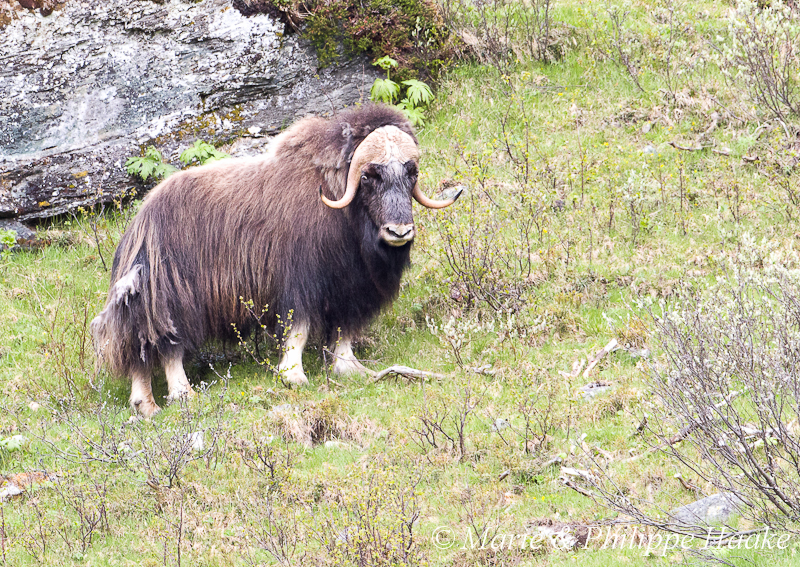 Boeuf musque 9708.jpg - Boeuf musqué (Dovrefjell, Norvège, juin 2012)